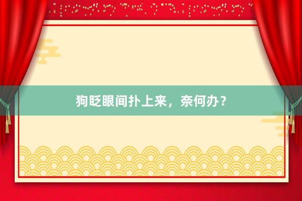 狗眨眼间扑上来，奈何办？